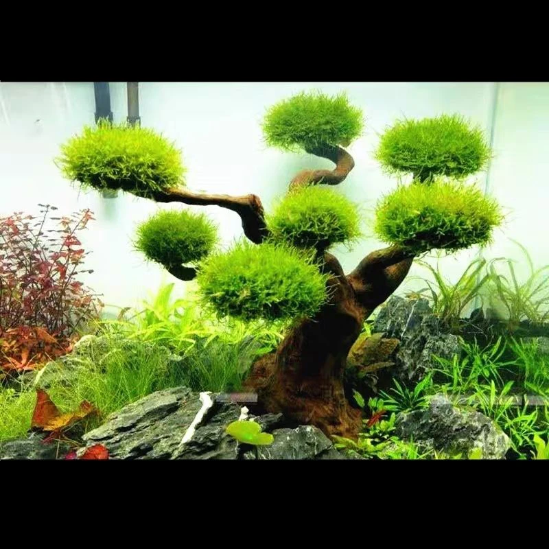 水槽装飾用流木飾り、水族館装飾、木工芸品、水槽装飾 - Pet Supplies Fish のレビューと価格