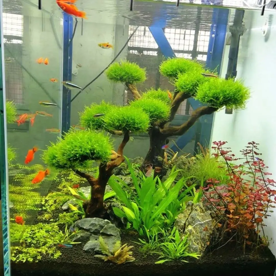 水槽装飾用流木飾り、水族館装飾、木工芸品、水槽装飾 - Pet Supplies Fish のレビューと価格