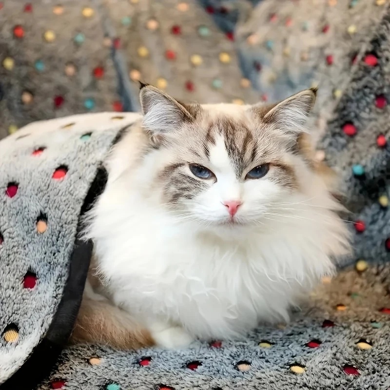 3枚セット ソフトふわふわペットブランケット 可愛いドット柄 - Pet Supplies App のレビューと価格